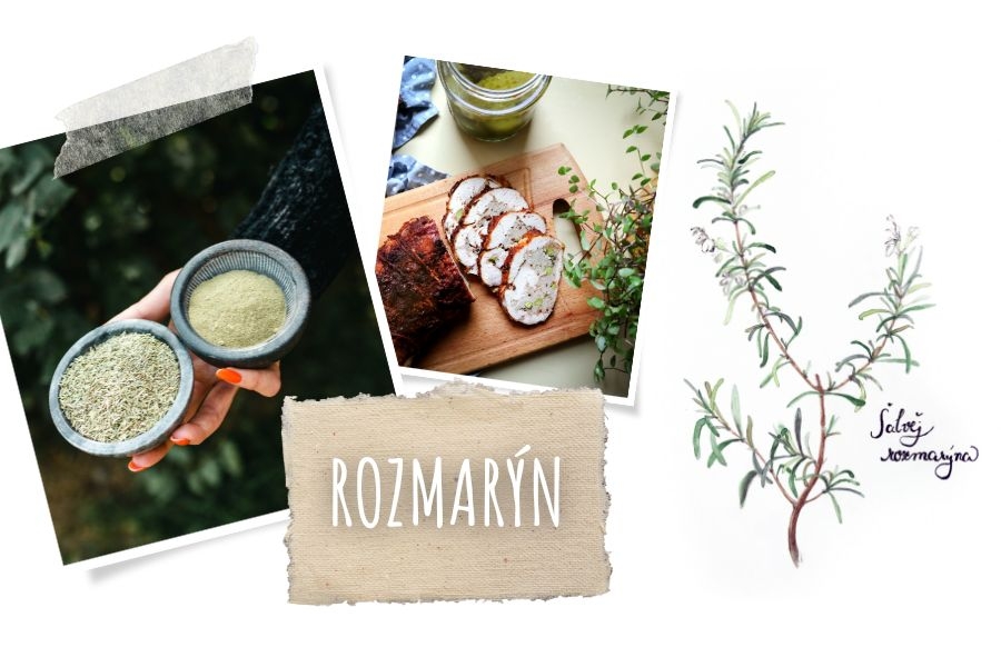 TÝDEN S KOŘENÍM: ROZMARÝN
